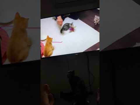 【ねこ動画】テレビに映る幼い頃の自分を見て……やっぱりパタパタに飛びかかる小町