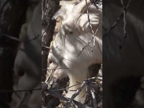 Aerospace and defense company Lockheed Martin hired 1,200 goats to prevent fires in the South Denver