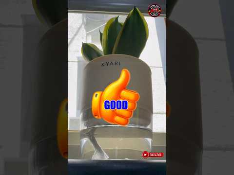 KYARI Best Indoor Plant #indoorplants #short #shorts