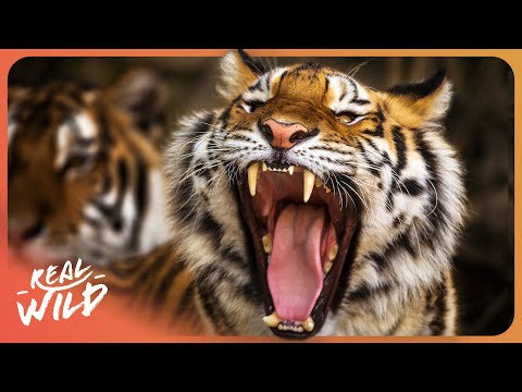 What Makes Lions & Tigers The Ultimate Apex Predators