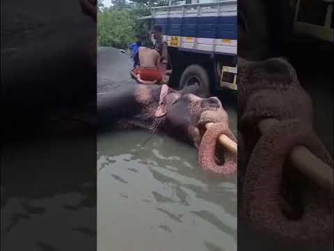 എരുമപ്പെട്ടി  നെല്ലുവായ്  നടുറോഡിൽ  ഒരാനക്കുളി #super  view #shortvideo #homemadehappinessbyeva