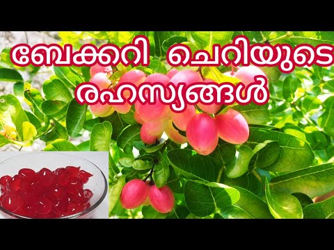 ചെറിപ്പഴം 🍒||വെട്ടി കളയുന്നതിനു മുന്നേ ഇത് കാണുക