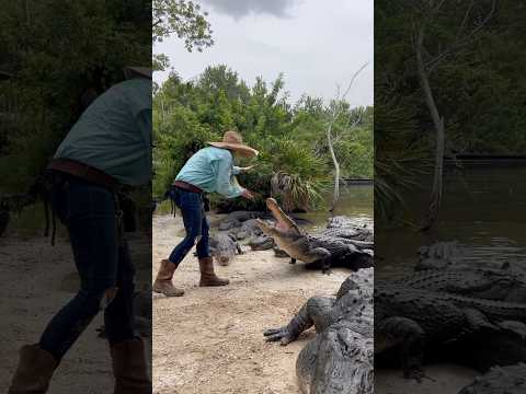 Alligator Feeding Time at Gatorland! #youtubeshorts #alligators #rescue #floridawildlife