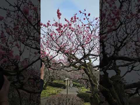 Kenroku-en Gardens Cherry Blossoms1