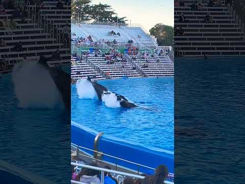 🐳 Orca Encounter | SeaWorld San Diego #shorts