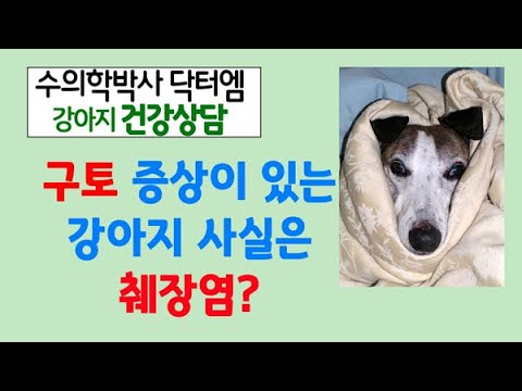 췌장염이 재발한 12세 말티즈 강아지, 대처 및 관리 그리고 예방법은?