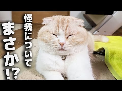 猫の怪我の原因について....