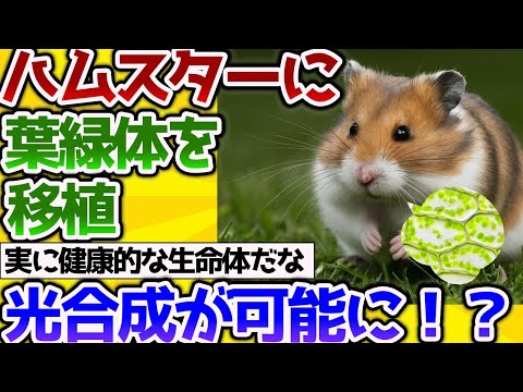 【2ch動物スレ】ハムスターに葉緑体の移植！光合成のできる生物が誕生するかも？【なんj】 #生き物 #2ch