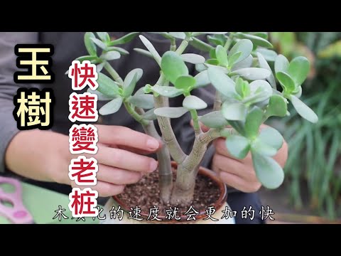 【天天小花農】玉樹想快速養成老桩？這樣護理是成型的關鍵！