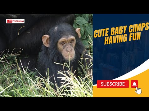 CUTE LITTLE BABY CHIMPS LEARNING AND HAVING FUN