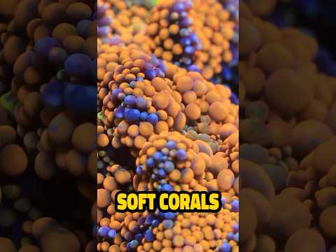 Let’s talk about Soft Corals! #aquarium #shorts #reef #topshelfaquatics