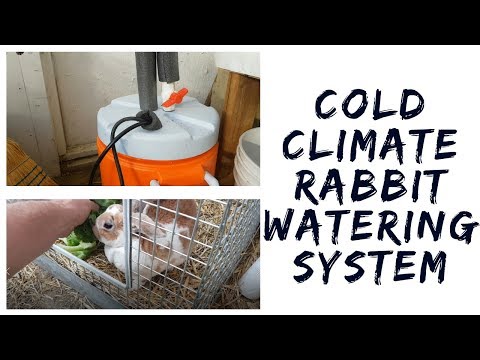 How To Set Up Rabbit Watering System That Does Not Freeze