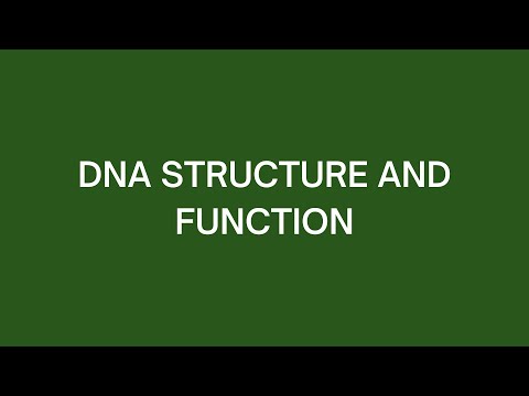 DNA Structure and Function