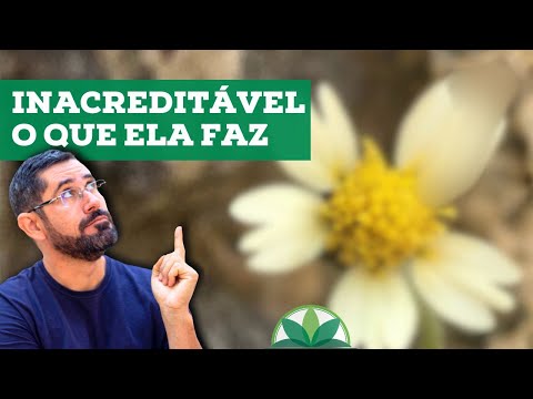 Erva-de-Touro - Controle Diabetes e muito mais com essa planta medicinal