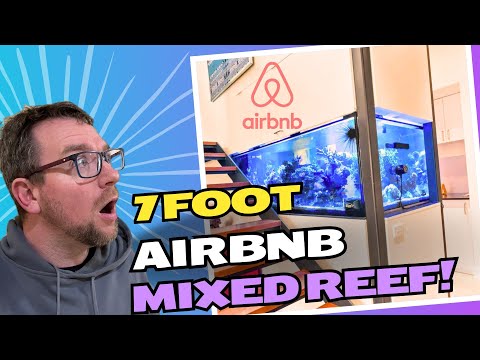 A 7 Foot Reef Tank in a Airbnb ?!