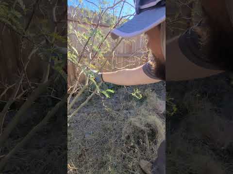 Pruning Trees to Grow Tall. (Mesquite)  #gardening#treework #treepruning #bonsai