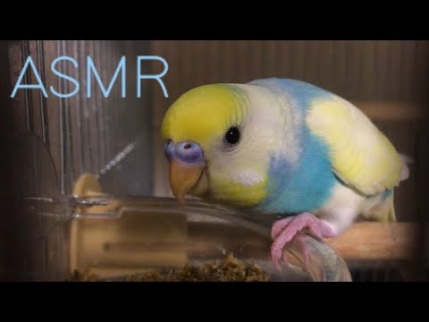 《ASMR》ペレットを食べる。（イヤホン推奨ᖰ ᖳ）