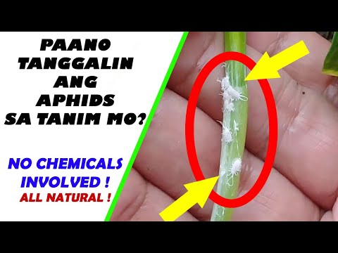 HOW TO REMOVE APHIDS (NO CHEMICALS) BY ANAK BUKID