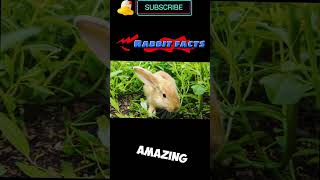 Rabbit fun facts#integratedfarmingsystem #rabbit #bunny #femalepet #rabbitfarming #bunnies #pets