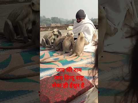 जय श्रीराम, जय हिन्दू राष्ट्र, सेवा ही ईश्वर है #ram #bageshwardhamsarkar #monkey #funny #latestnews