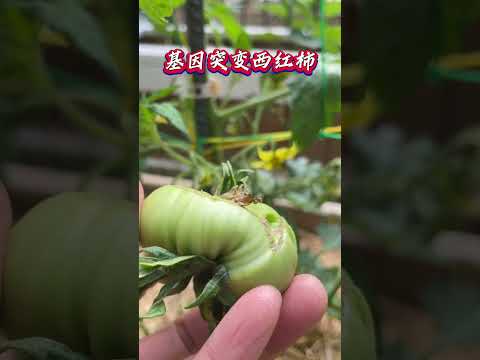 Genetically modified tomato.