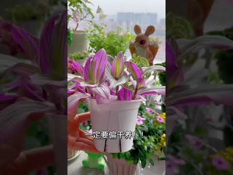 【蓝胖小花匠🎏】 封闭阳台适合养哪些观叶植物？2022年，我养护的观叶植物排行榜来啦～想打造阳光花园的小伙们可以借鉴哦#爱生活爱养花#花卉绿植#我的阳台小花园#养花小知识#观叶植物