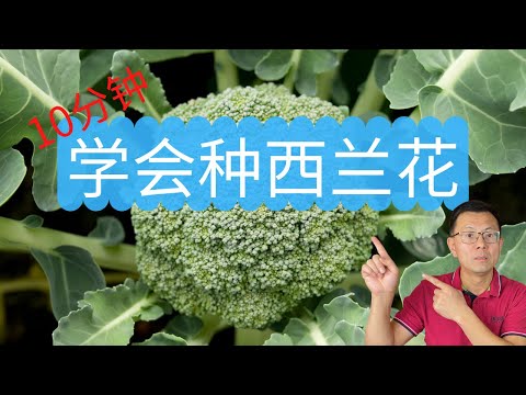 10分钟学会种西兰花：完整的种植过程录制，从室内育苗， 间苗，换盆，到移栽，看看我是怎么做的