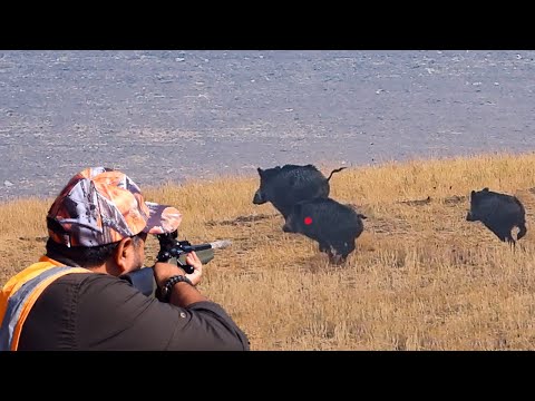 EPIC WILD BOAR HUNT IN TURKEY - NET ÇEKİM EFSANE DOMUZ AVI - CAZANDO JABALÍES