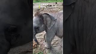 大象宝宝baby elephant #elephant #animals #nature  #asmr #relaxing