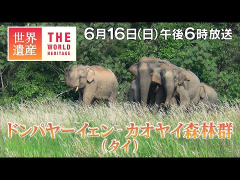 【TBS世界遺産】落差150ｍの3段滝！野生動物の森～ドンパヤーイェン-カオヤイ森林群（タイ）【6月16日午後6時放送】