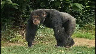 チンパンジーの捕食（共食い、別種のサルを襲う）