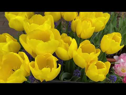 Hidden Japan   91　2021年チューリップフェア (富山県砺波市)　Tonami tulip fair