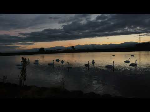 20201211  白鳥timelapse