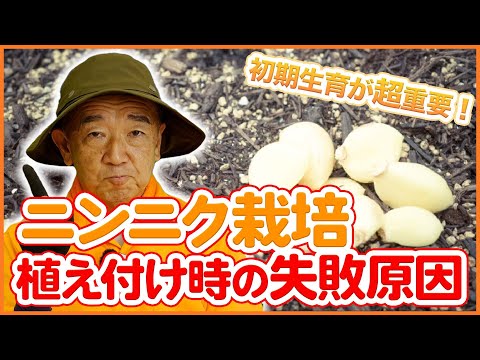 家庭菜園や農園でニンニク栽培を成功させるコツ！種球の選び方や植え付け時の注意点！栽培スケジュールやオススメの品種を徹底解説！【農園ライフ】