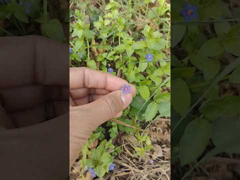 Small beautiful purple colour flower 🪻🪻 | #shorts #flowers #shortsviral #purpleflower