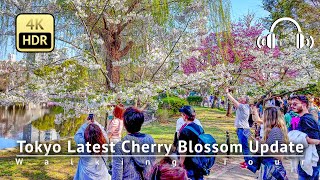 As of 3/31 - Tokyo Latest Cherry Blossom Update: Ueno Park is NOT ready yet. [4K/HDR/Binaural]