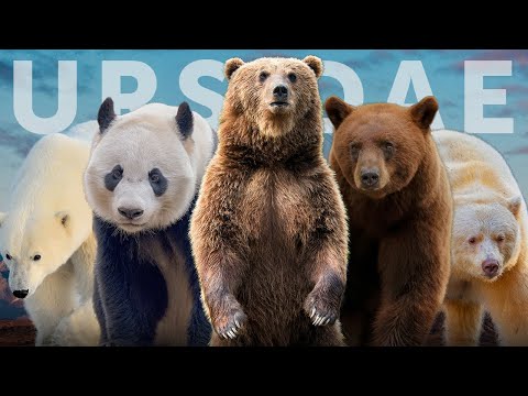 All 8 Species of Bear (+7 Subspecies You Haven't Heard Of)