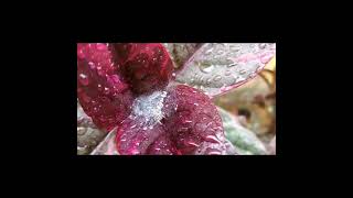 Rainy time... Spider web @tamilworld1995 #tamil #rain #raindrops #spiderweb #rainytime