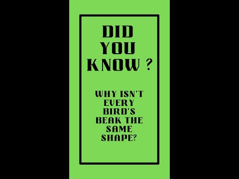 Did you know   Bird Beak #shorts