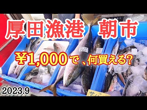 【北海道】￥1000持って厚田港朝市へ🐟️9月の鮭情報も👍