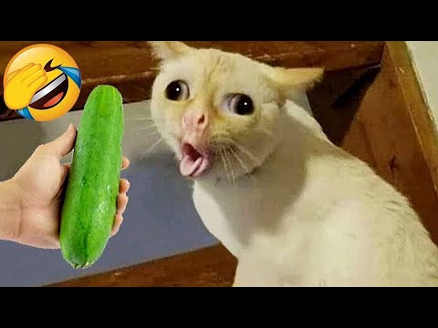 New Funny Animals 🤣 Funniest Cats and Dogs Videos 😻🐶 Part 3