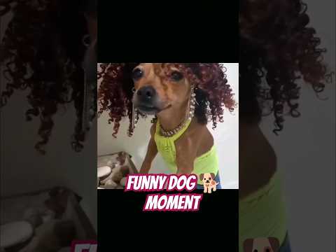 Dog Funny Moments #funny #funnyvideo #viral #comedyshorts #funnyshorts #comedy #dogfunny #doglover