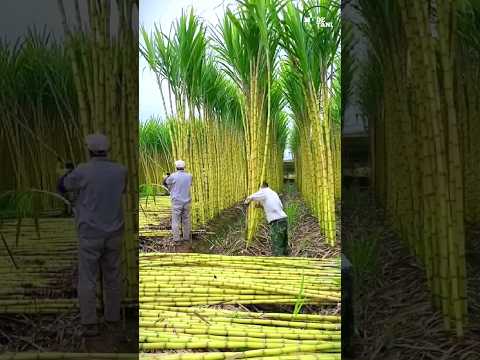 PROSES PEMBUATAN GULA DARI PANEN TEBU SAMPAI JADI #shorts