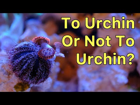 Urchin In The Red Sea 850-S? The Prestige Reef Dork Show Ep 47