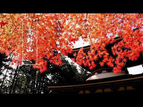 Mount Kōya in Autumn 2022, World Heritage site. 秋の高野山,#世界遺産 #高野山 #koyasan