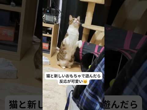 猫と新しいおもちゃで遊んだらミーアキャットみたいになりました🥹#猫 #保護猫と暮らす #ねこ#かわいい  #shorts  #cat