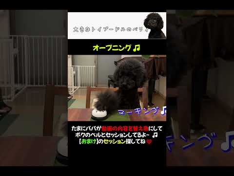 犬とセッション🎵Wipe Out(ワイプアウト)