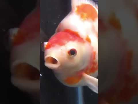 【廢片】希翁金魚