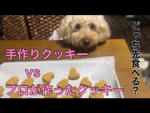 飼い主が作ったクッキーとプロが作った手作りクッキーどっち先に食べるか試したらこうなった🙌