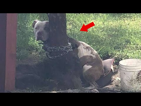 Pit bull discovered tied so tightly to a tree that he couldn’t even move his head